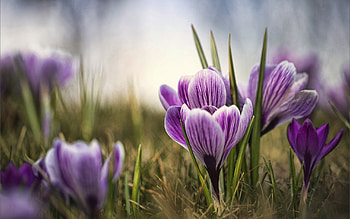 Purple Crocuses, garden, spring, petals, blossoms HD wallpaper