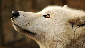 awakening wolves, majestic, wolves, grey wolf, wolf, abstract, nature, friendship, canine, awakening, arctic HD wallpaper