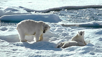 To the Arctic, Movie HQ, , 2019 release HD wallpaper