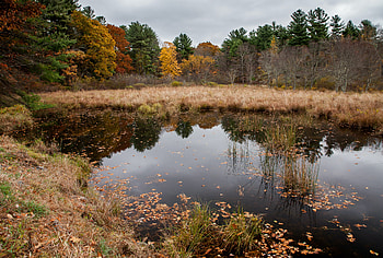 Landscape, Nature, Trees, Autumn, Lake, Forest HD wallpaper