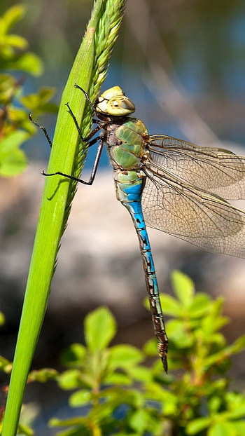 Dragonfly, Flying Insect HD phone wallpaper