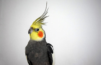 Perfect panache cockatiel, Stylish and sophisticated, Admirable plumage, Glamorous bird HD wallpaper