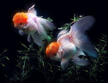 Twin Goldfish, fish, lovely, beauty HD wallpaper