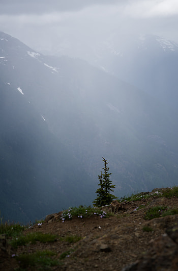 Landscape, Nature, Mountains, Wood, Tree, Fog HD phone wallpaper