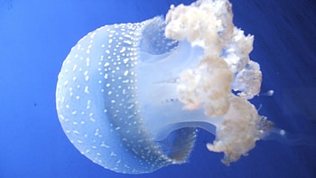Animals, Jellyfish, To Swim, Swim, Underwater, Submarine, Peace, World HD wallpaper