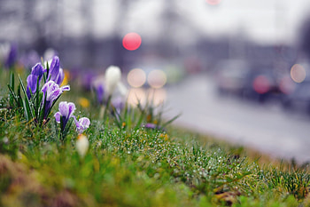 Flowers, Grass, Background, Macro, Moss, Crocus HD wallpaper