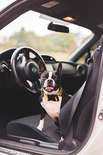 Animals, Dog, Car, Pet, Machine, Protruding Tongue, Tongue Stuck Out, Salon, Bulldog HD phone wallpaper