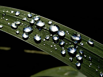 makro leaf, black, green, forces, nature, water, makro, dark HD wallpaper