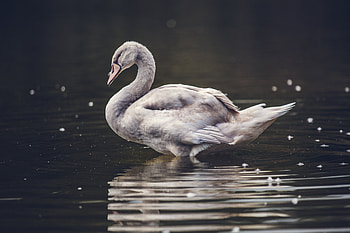 Swan Lake , swan, birds, animals HD wallpaper