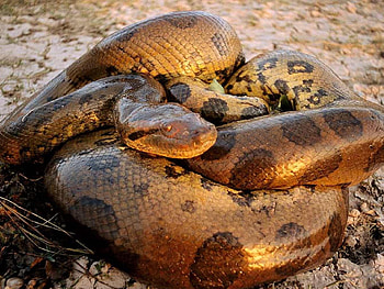 Anaconda, Background HD wallpaper