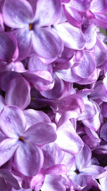 Lilac, Lilac Violet HD phone wallpaper