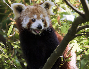 Animals, Branches, Sight, Opinion, Animal, Protruding Tongue, Tongue Stuck Out, Little Panda, Small Panda HD wallpaper