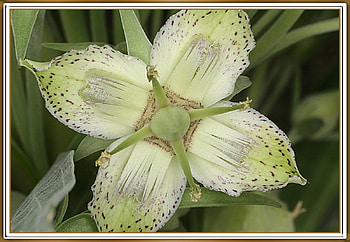 UNUSUAL FLOWER, FLOWER, PRETTY, NATURE HD wallpaper