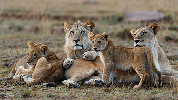 Maasai Mara National Reserve, Kenya's wilderness, Wildlife paradise, Natural wonders HD wallpaper