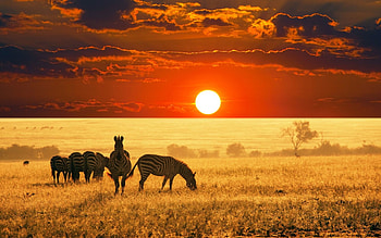 Natur und Tiere, Tiere, Natur, Deutschland, Sonnenuntergang HD wallpaper