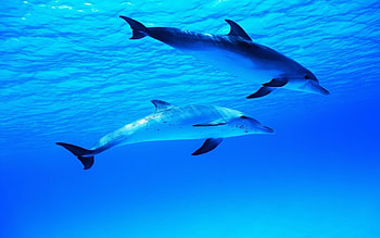 Animals, Dolfins, Sea HD wallpaper