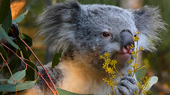 Koala fressende pflanze, , Stock video, Vecteezy HD wallpaper