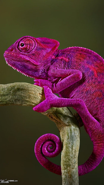 Chameleon, Pink HD phone wallpaper
