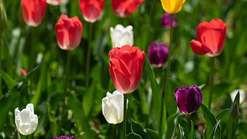 Red Purple White Yellow Tulips Flower Petals Green Leaves Plants Field Blur Background Flowers HD wallpaper