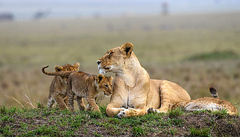 Maasai Mara National Reserve, Kevic Tours & Travel Ltd, Safari adventure, Authentic experiences HD wallpaper