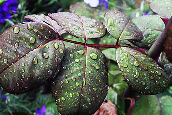 Leaves, Drops, Macro, Moisture HD wallpaper