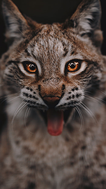 Animal, lynx HD phone wallpaper