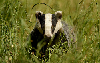 Animals, Grass, Muzzle, Beast, Badger HD wallpaper