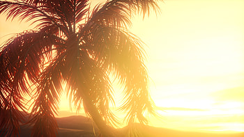 Nature, Sunset, Leaves, Shine, Light, Bright, Palm, Branches HD wallpaper