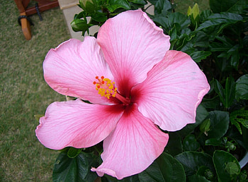 Flowers, Bloom, Flowering, Greens, Pot, Hibiscus HD wallpaper