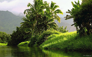 Landscape, Rivers, Palms HD wallpaper