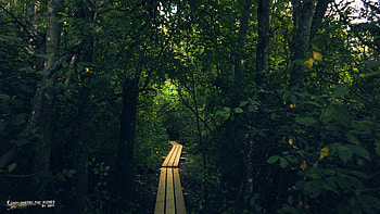 Jungle paradise, Nature's greenery, Lush foliage, Serene tranquility HD wallpaper
