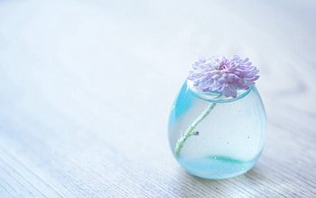 Bank, Flower, Minimalism, Glass, Jar, Vase HD wallpaper