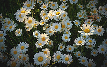 Daisies, Latvia, white, flowers HD wallpaper