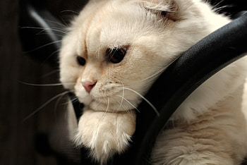 Animals, Cat, Muzzle, Fat, Thick, Scottish Fold, Scottish Fold Cat, Scottish Fold-Up Cat HD wallpaper