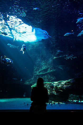 Fishes, Dark, Silhouette, Underwater World, Aquarium HD phone wallpaper