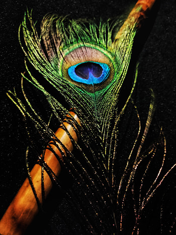 Janmashtami celebratio, eye, head HD phone wallpaper