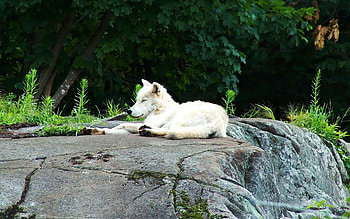 Animals, Rock, Light, To Lie Down, Lie, Dog, Light Coloured, Stone, Herbs, Herbage HD wallpaper