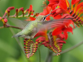Almost Got It, humming, stem, bird, flower HD wallpaper