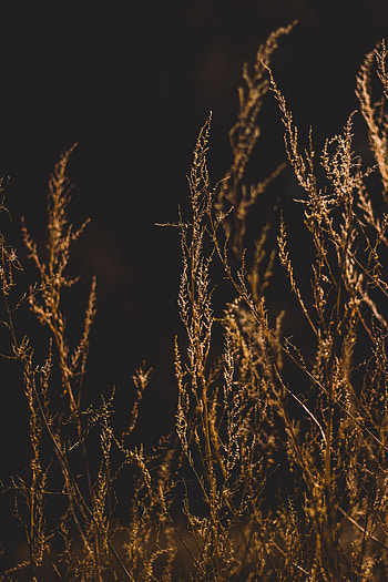 Nature, Grass, Dark, Blur, Smooth, Branches HD phone wallpaper