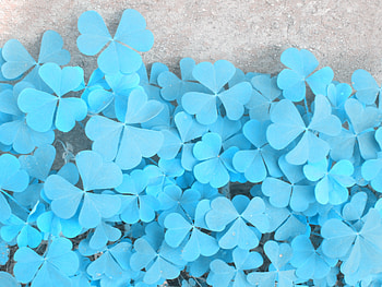 Background, Plant, Macro, Clover, Paper HD wallpaper