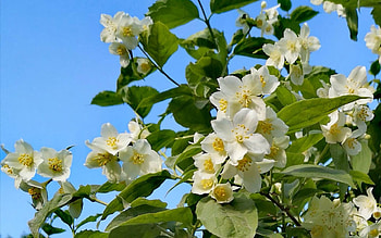 Jasmine, white, blossoms, Latvia, bush HD wallpaper