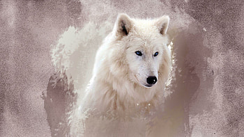 wolf , Nature's beauty, Captivating gaze, Mesmerizing presence HD wallpaper