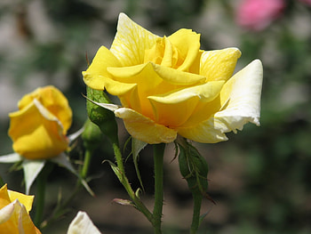 Plants, Flowers, Roses HD wallpaper