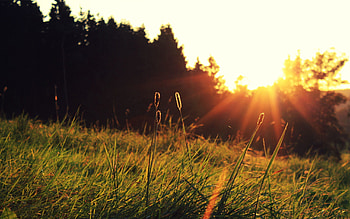 Nature, Sunset, Grass, Sun, Summer, Shine, Light, Rays, Beams, Field, Foreground HD wallpaper