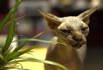 Animals, Cat, Bald, Canadian Sphinx HD wallpaper