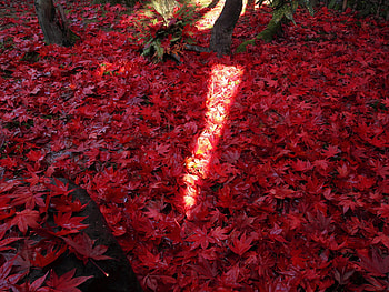 Ray of Sunlight, sunshine, earth, leaves, red, autumn, ground, sun, forest HD wallpaper