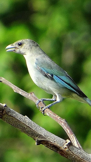 Glaucous, Scrub Jay Forest HD phone wallpaper