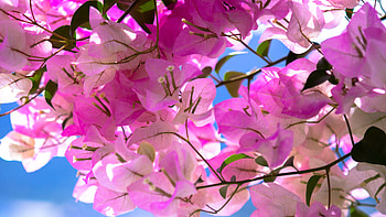 Light Pink Bougainvillea Flowers Leaves Tree Branch In Blue Sky Background Flowers HD wallpaper