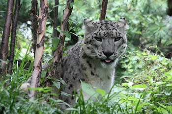 Animals, Grass, Leopard, Big Cat, Stains, Spots HD wallpaper