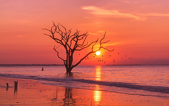 Birds Ocean Sunset Tree, ocean, sunset, birds, nature HD wallpaper
